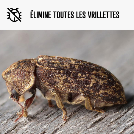 Traitement Vrillette du Bois - Produit anti insecte xylophage - ARCAPROTECT BOIS