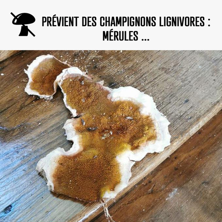 Traitement Mérule pour mur, caves, charpente, bois - ARCAPROTECT BOIS