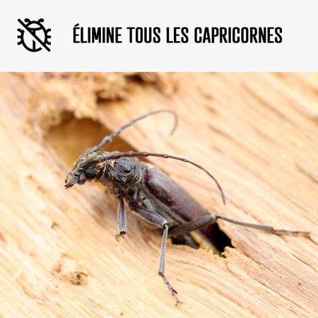 Traitement Capricorne du bois, anti xylophage - ARCAPROTECT BOIS