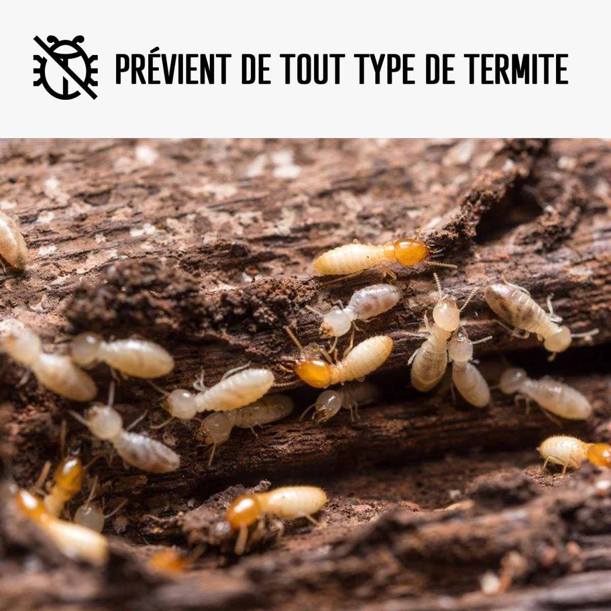 Traitement Termite - Produit anti termite - ARCAPROTECT BOIS